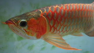 basic warna ikan arwana red