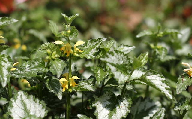 Yellow Archangel Flowers Pictures