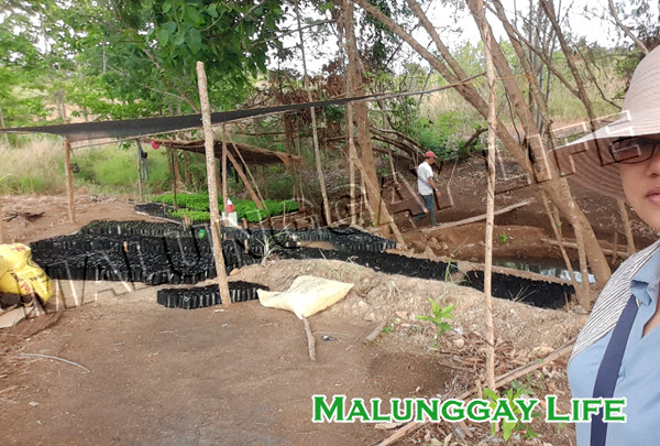 Malunggay Life's malunggay farm / moringa farm in Palawan, Philippines