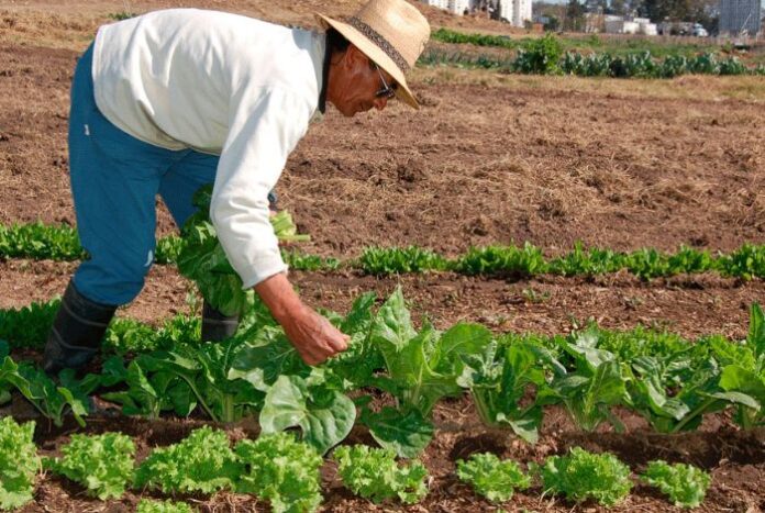 Falta de financiamiento estatal limita la producción agrícola en Venezuela