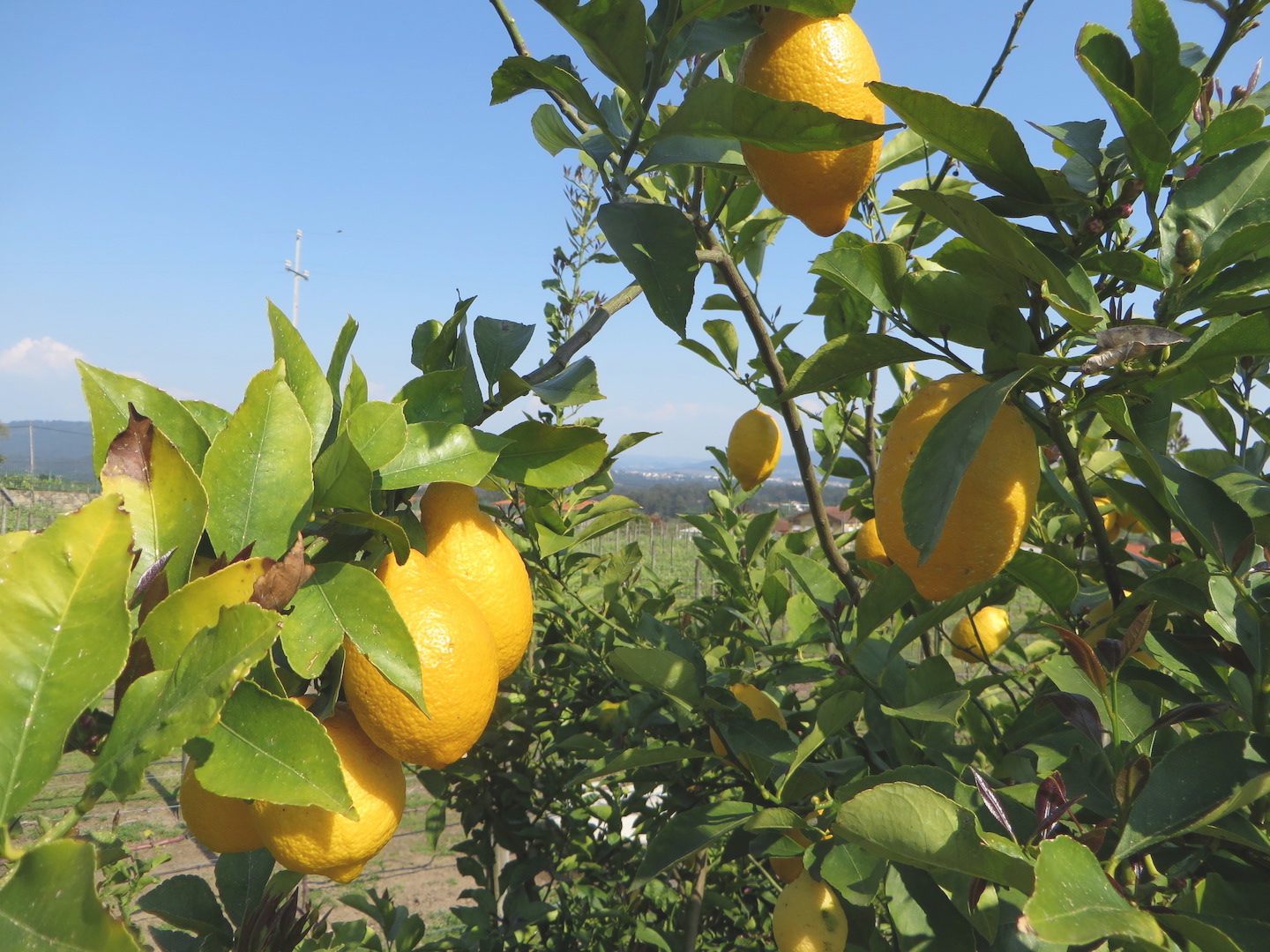 Lemons in Portugal