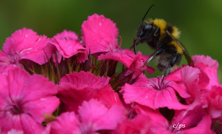 Hummel auf Futtersuche, bumblebee search for food. 