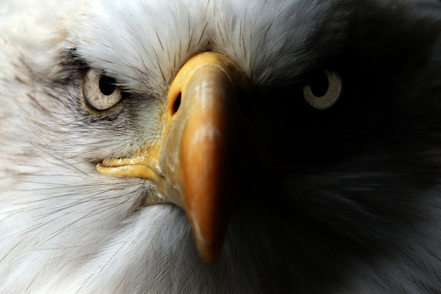 Eagle Close Up Portrait