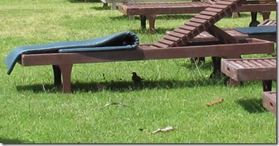 Bird in shade