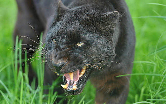 Pantera Negra - Imágenes de Animales