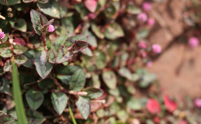 Persicaria Capitata Flowers Pictures