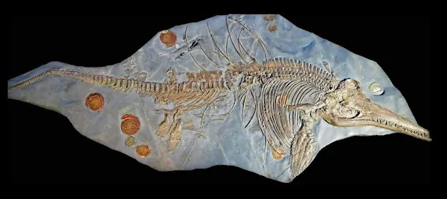 Scientists 'Rediscover' Largest Sea Dragon' Fossil in Museum Archive