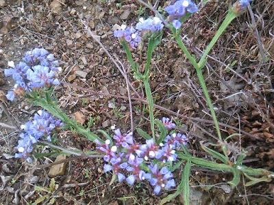 limonium malacitanum