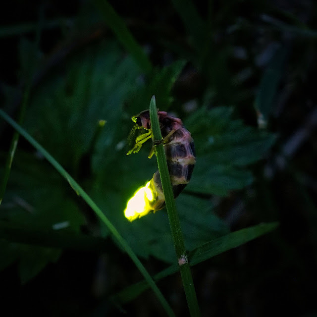 Luciérnaga de jardín (Lampirys noctiluca)