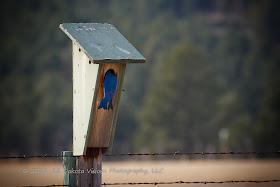 Mountain Bluebird in Custer State Park by Dakota Visions Photography LLC