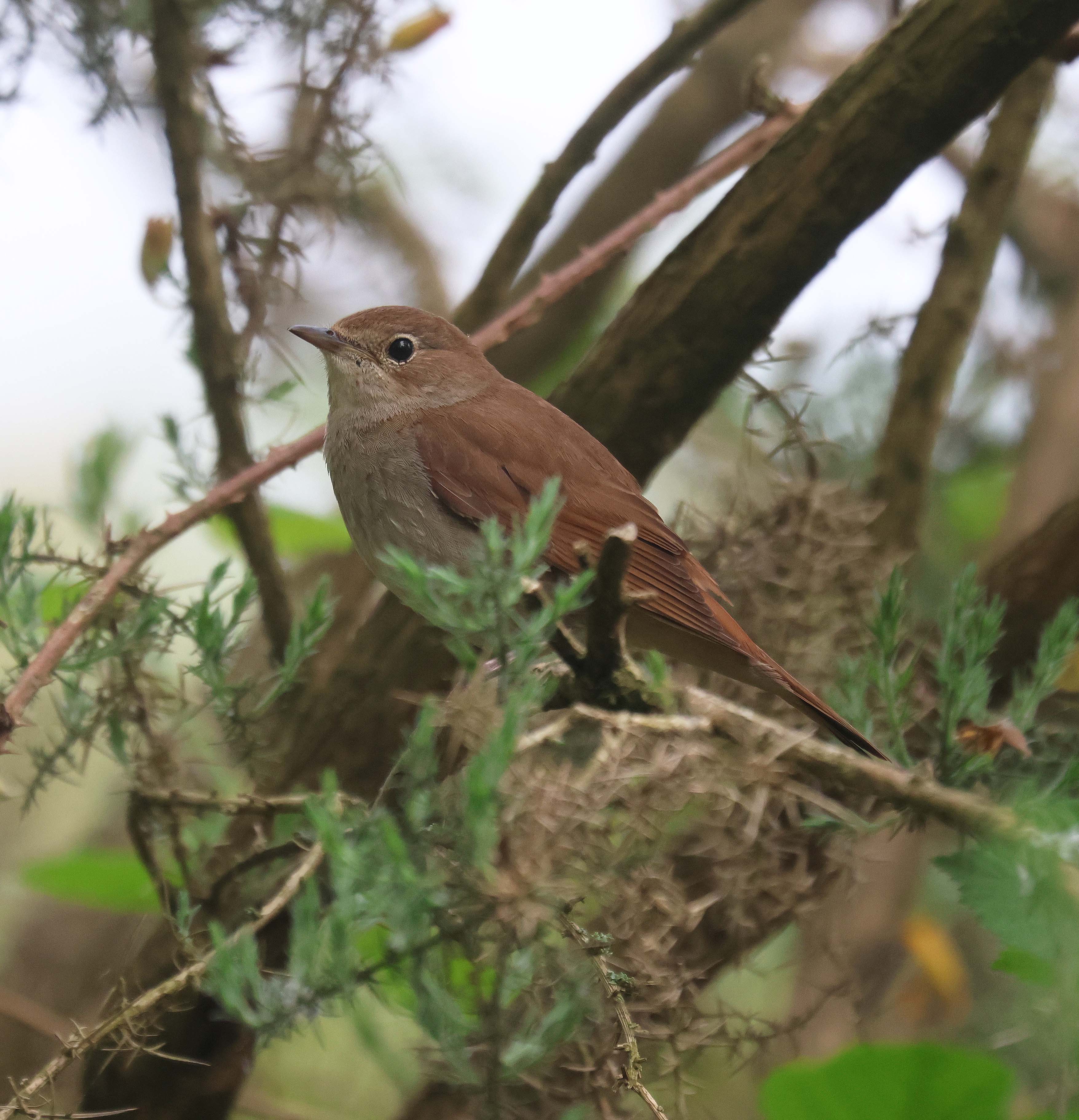 Nightingale Call British Bird Sounds - song and lyrics by Dr