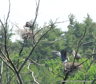 Great Blue Herons and Chicks