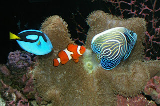 Selecting Marine Or Saltwater Fish Update News