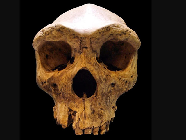 Реплика доисторического черепа Кабве, хранящаяся в Музее Мауэра в Гейдельберге, Германия