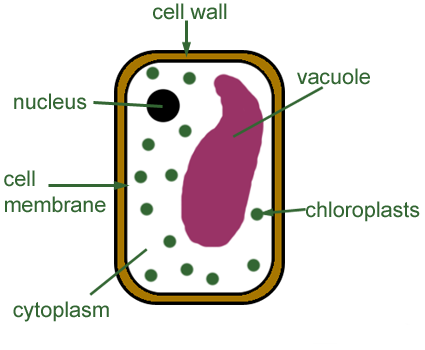 Centrosome In A Cell