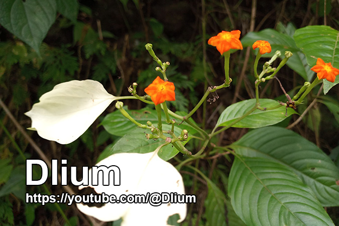 Dlium Kingkilaban (Mussaenda frondosa)