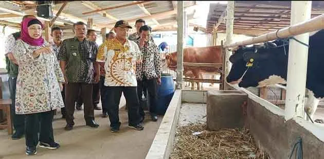 Pemkab Batang Fokus Pada Pengembangan Peternakan Sapi Perah untuk Nestle