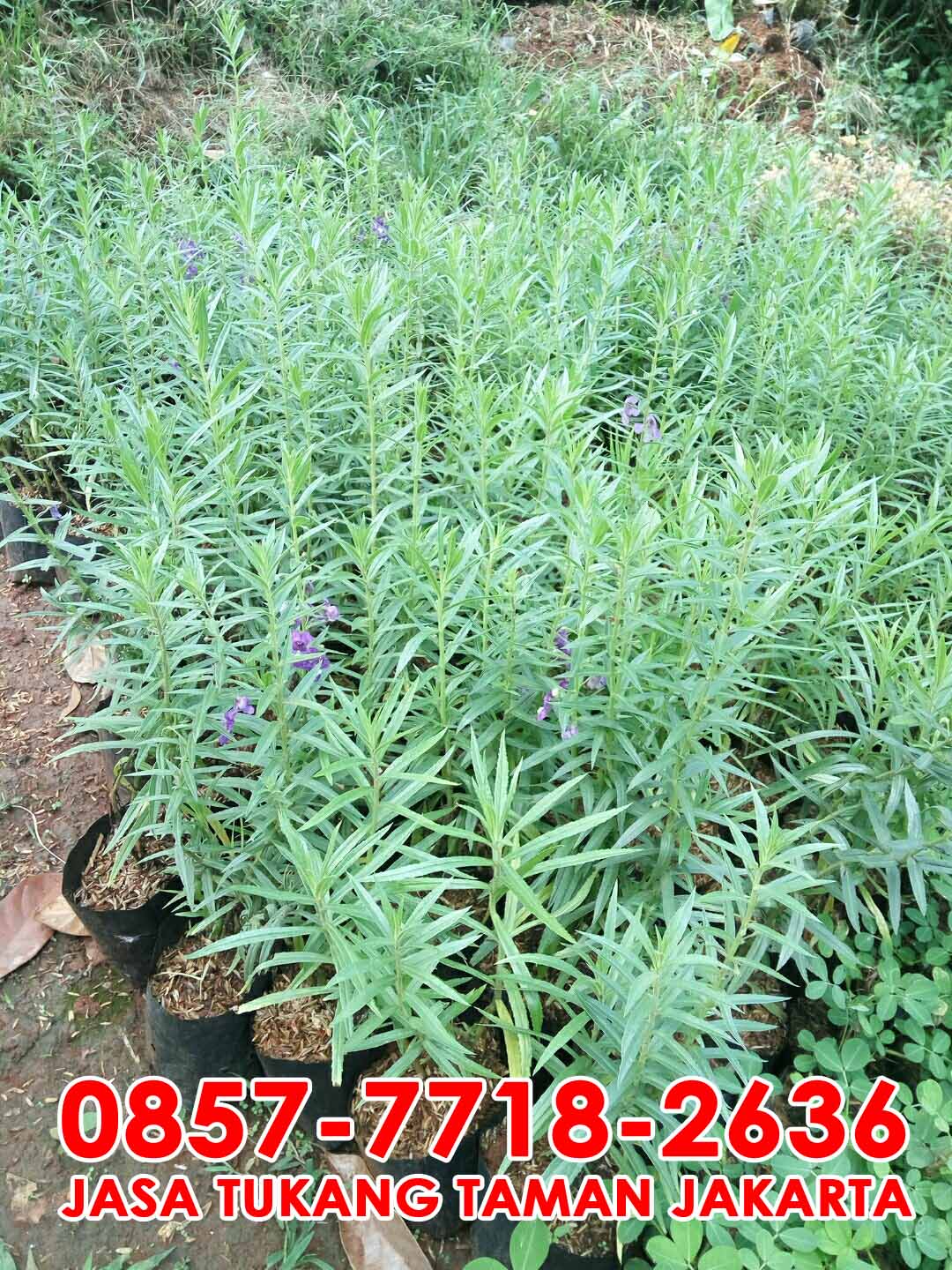 Pohon Lavender  Jual  Tanaman  Pengusir Nyamuk Jasa 