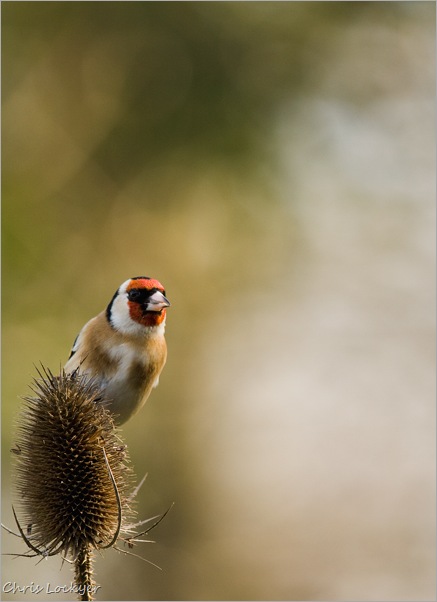 Goldfinch on Teasel