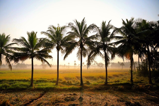 dindi by godavari sterling holidays  sunrise coconut 