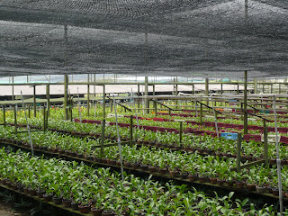 rows of young orchid growing