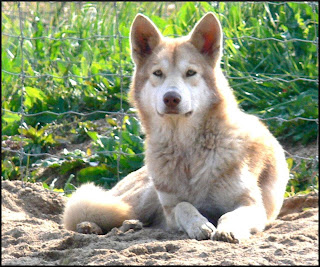 Canens Africae chiens-loups de Saarloos