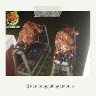 Kambing Guling, Kambing Guling Muda Cikampek Karawang, Kambing Guling Muda, Kambing Guling Muda Murah, Kambing Guling Muda Murah Cikampek, Kambing Guling Muda Murah Cikampek Karawang