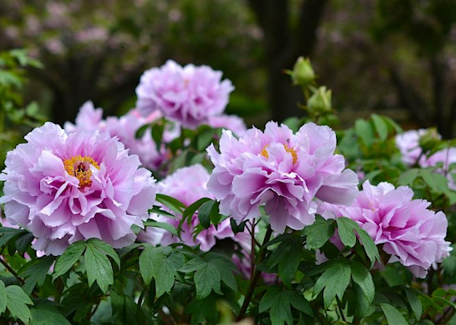 Пион 'Kamata Fuji' / Пион 'Kamata-fuji' / Пион 'Каматафуджи' / Пион 'Камата Фуджи' (Paeonia 'Kamata Fuji')