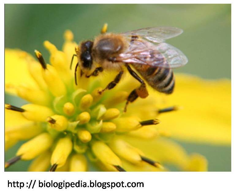 Biologiku-biologi kita: Pola pola interaksi dalam ekosistem