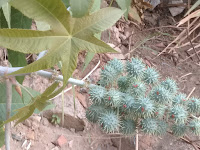 A Mamona é uma planta de uso cosmético, medicinal, industrial e outros. É facilmente encontrada em todo tipo de terrenos, incluindo os baldios. Surge também em quintais e canteiros cultivados. Suas sementes estouram ao sol espalhando-se à distância, fazendo com que a mamona forme grandes áreas cobertas por ela.