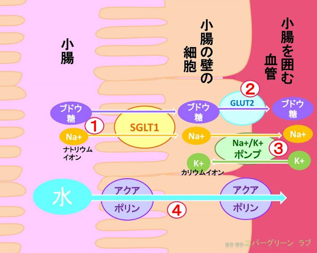 エネルギーが必要なトランスポーター：SGLT1　Na+/K+ポンプ エネルギーを使わないトランスポーター：GLUT2　アクアポリン   Na+とブドウ糖濃度が適切な経口補水液を飲むと、この SGLT1が働き、Na+とブドウ糖が小腸の壁の細胞の中に移動します。⇒①  小腸の壁の細胞に入ったブドウ糖は、今度はGLUT2というトランスポーターで小腸の壁を囲んでいる血管の中へ移動します（⇒②）。  ブドウ糖と一緒に小腸の壁に入ってきたNa+は、Na+/K+ポンプ（ナトリウムイオン カリウムイオン ポンプ）というトランスポーターで、血液中のカリウムイオン（K＋）と入れかわる形で血管の中に出ていきます（⇒③）。  Na+とブドウ糖が血液中に入ると、小腸の中と小腸を囲む血管の中とで浸透圧に差ができます。 （血管の中、つまり血液のほうが、小腸の中より浸透圧が高くなります。）  体の反応は、この浸透圧の差を元に戻す方向に進みます。  ここで、もう一度、腸肝の壁をみてみましょう。 腸管の壁の細胞には、水を取り込むアクアポリンというトランスポーターがたくさん存在しています。  腸管の中と血液と間にできた浸透圧の差の分、水はアクアポリンを通って腸管の膜を通過し、血液の中へ入っていきます。（⇒④）  このようにして、経口補水液に含まれるブドウ糖とナトリウムと水は、血液中に入り、全身に送られます。イラスト　画像　糖尿病