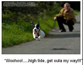 Entertainment Real Funny Dogs (Page 4) | Funny Dog Pictures dog