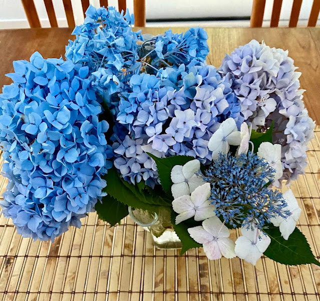 hydrangea flowers in vase