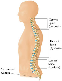 Spine And Posture