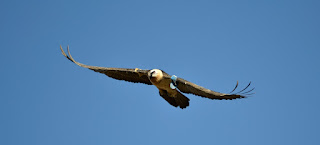 birdwatching huesca pyrenees. guara