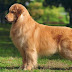 Ten Most Ask Questions about Golden Retrievers