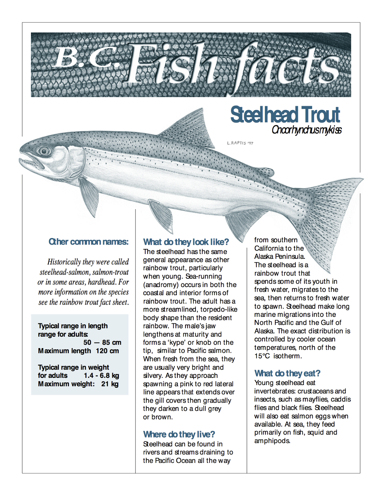 steelheadtrout-2015-08-23-16-58.png