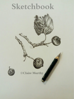 british botanical art apples