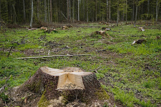 Profesjonalna firma do wycinki drzew w Piasecznie