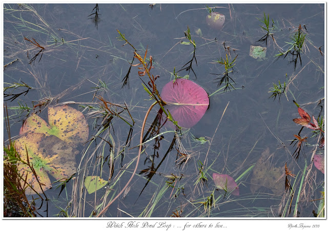 Witch Hole Pond Loop: ... for others to live...