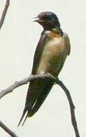 swallow