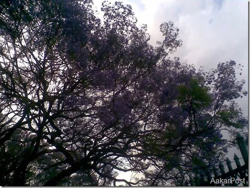 शिरिष को फूल (Shirish Ko Phool) , Blue Mimosa