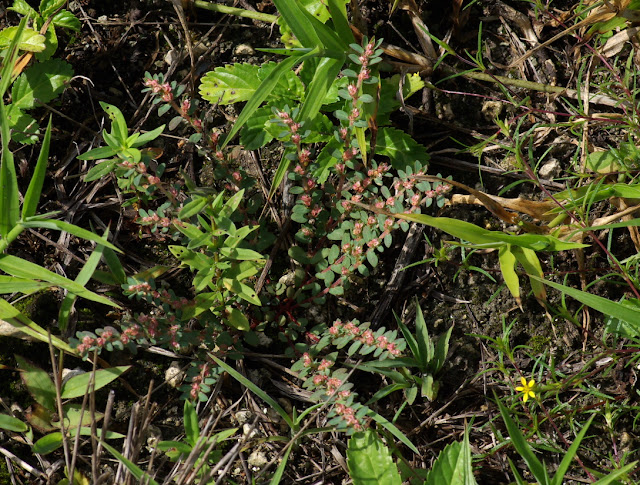 Euphorbia conferta - Chamaesyce conferta