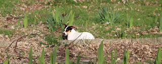 Louise waiting before coming back to chase the lawnmower