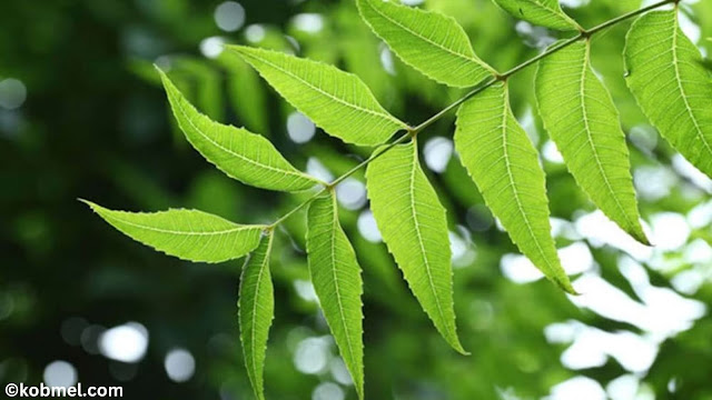 Neem Leaves Birth Control