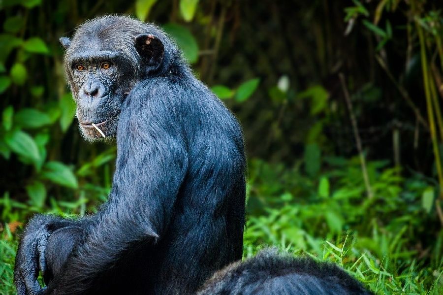 Los gorilas y chimpancés hacen amistades duraderas en la naturaleza
