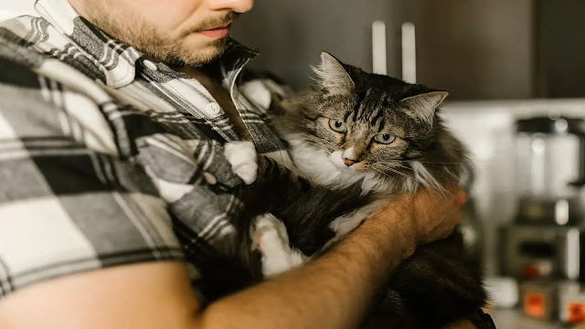Cat Hold Up by Man