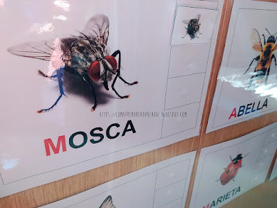 bioblitz-escola-bressol-insectes