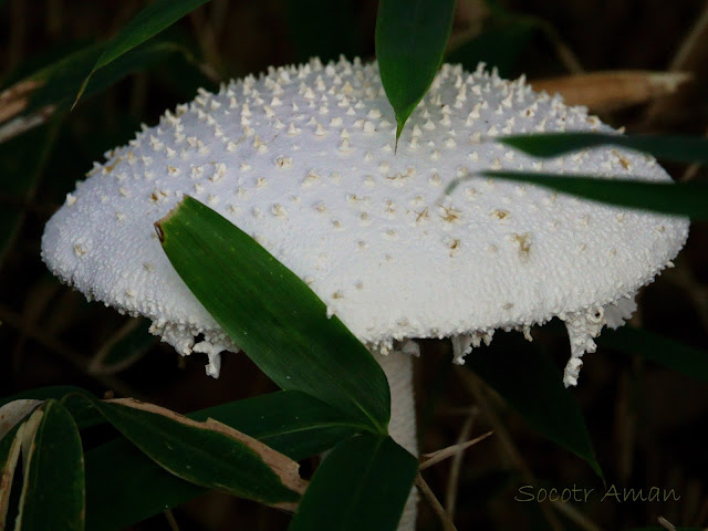 Amanita virgineoides