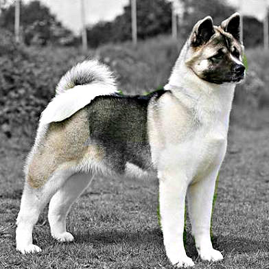 liste des chiens de garde
